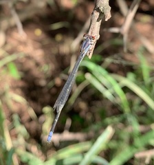 Pseudagrion sublacteum