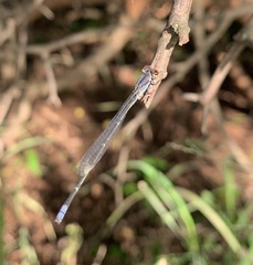 Pseudagrion sublacteum