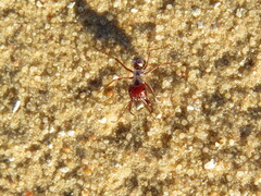 Cataglyphis bombycina