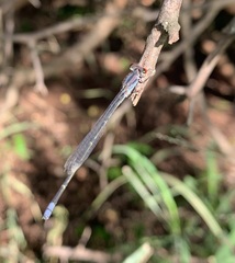 Pseudagrion sublacteum