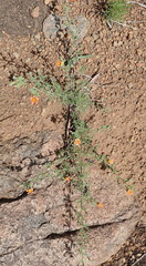 Jamesbrittenia aurantiaca