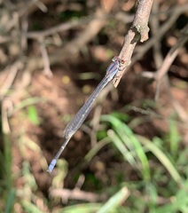 Pseudagrion sublacteum