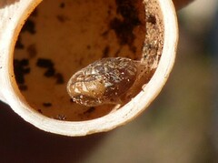 Microxeromagna lowei