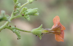 Jamesbrittenia aurantiaca