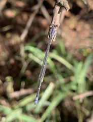 Pseudagrion sublacteum