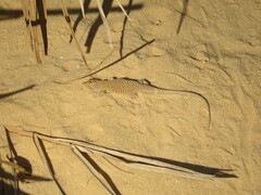 Acanthodactylus