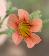 Jamesbrittenia aurantiaca