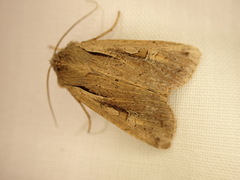 Ichneutica atristriga