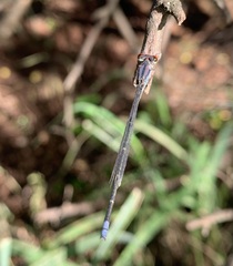 Pseudagrion sublacteum