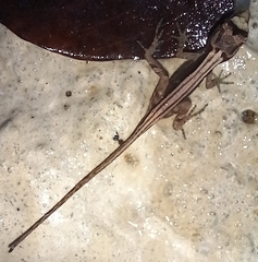 Anolis humilis