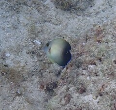 Acanthurus pyroferus