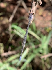 Pseudagrion sublacteum