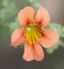 Jamesbrittenia aurantiaca