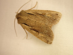 Ichneutica atristriga