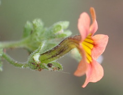 Jamesbrittenia aurantiaca