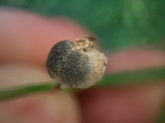 Monilinia