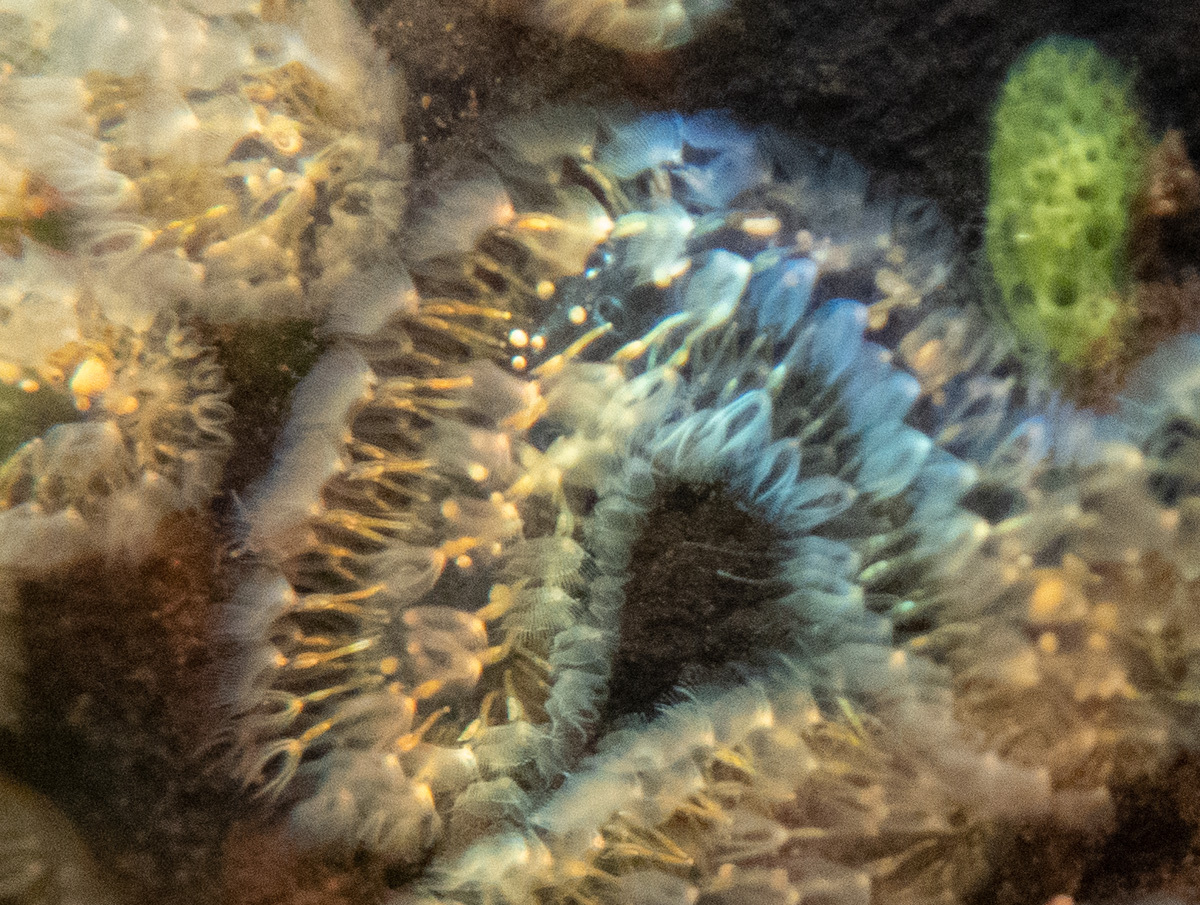Cristatella mucedo Cuvier, 1798