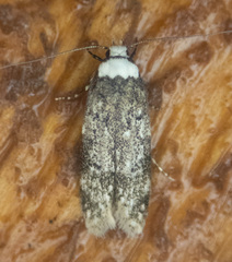 Endrosis sarcitrella