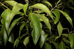 Clerodendrum tomentosum