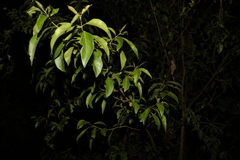 Clerodendrum tomentosum