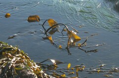 Laminaria setchellii