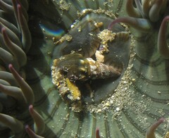 Pseudomelatoma torosa