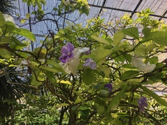 Brunfelsia latifolia