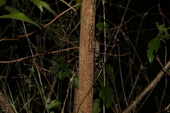 Clerodendrum tomentosum