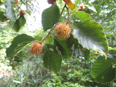 Fagus crenata