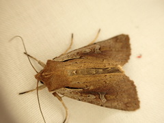 Ichneutica atristriga