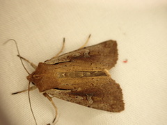 Ichneutica atristriga