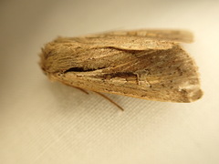 Ichneutica atristriga
