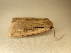 Ichneutica atristriga