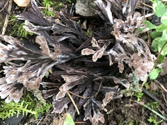 Thelephora caryophyllea