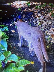 Caracal caracal