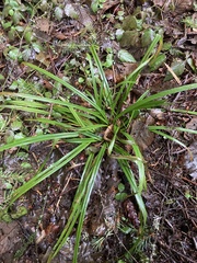 Carex hendersonii