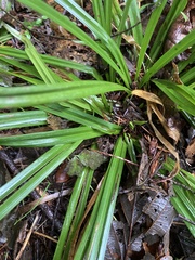 Carex hendersonii