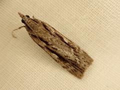 Scoparia halopis