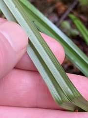 Carex hendersonii