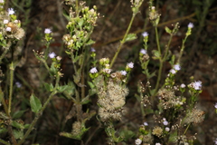Praxelis clematidea