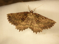 Gellonia pannularia