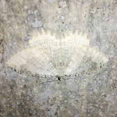 Triphosa sabaudiata
