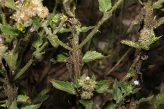 Praxelis clematidea