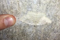 Triphosa sabaudiata