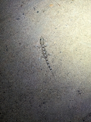 Gekkota