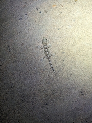 Gekkota