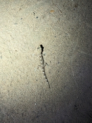 Gekkota