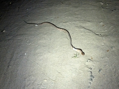 Toxicodryas adamanteus