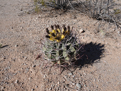 Ferocactus emoryi