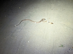 Toxicodryas adamanteus